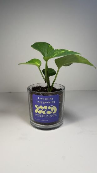 صورة نبتة البوتس